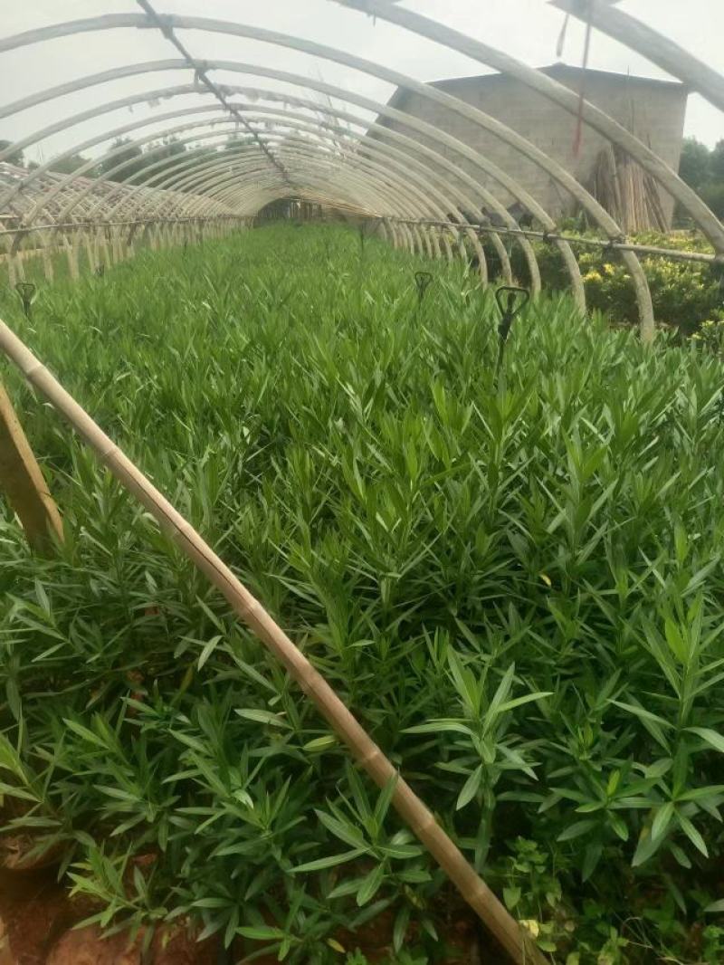 夹竹桃1米高规格齐全品质优良欢迎选购