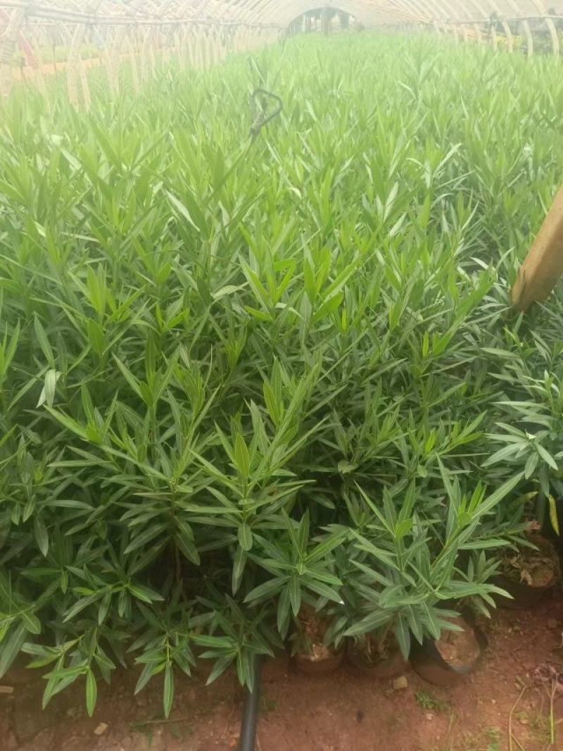 夹竹桃1米高规格齐全品质优良欢迎选购