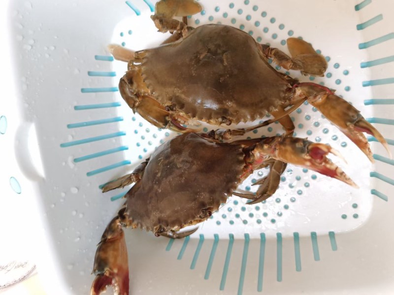 红鲟