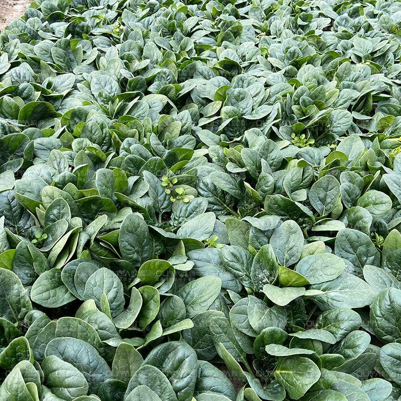 高端进口杂交菠菜种子抗病性强蔬菜种子耐热耐抽可越夏