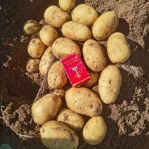 希森六号（热销）土豆产区直供货源充足量大从优视频全国