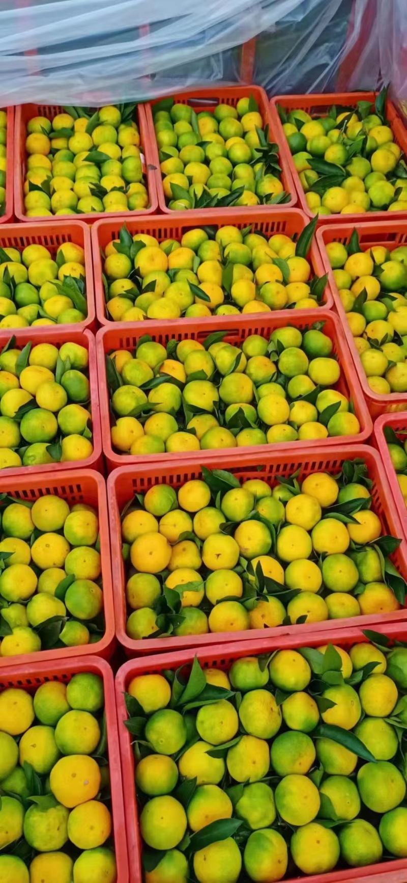 湖北秭归蜜橘