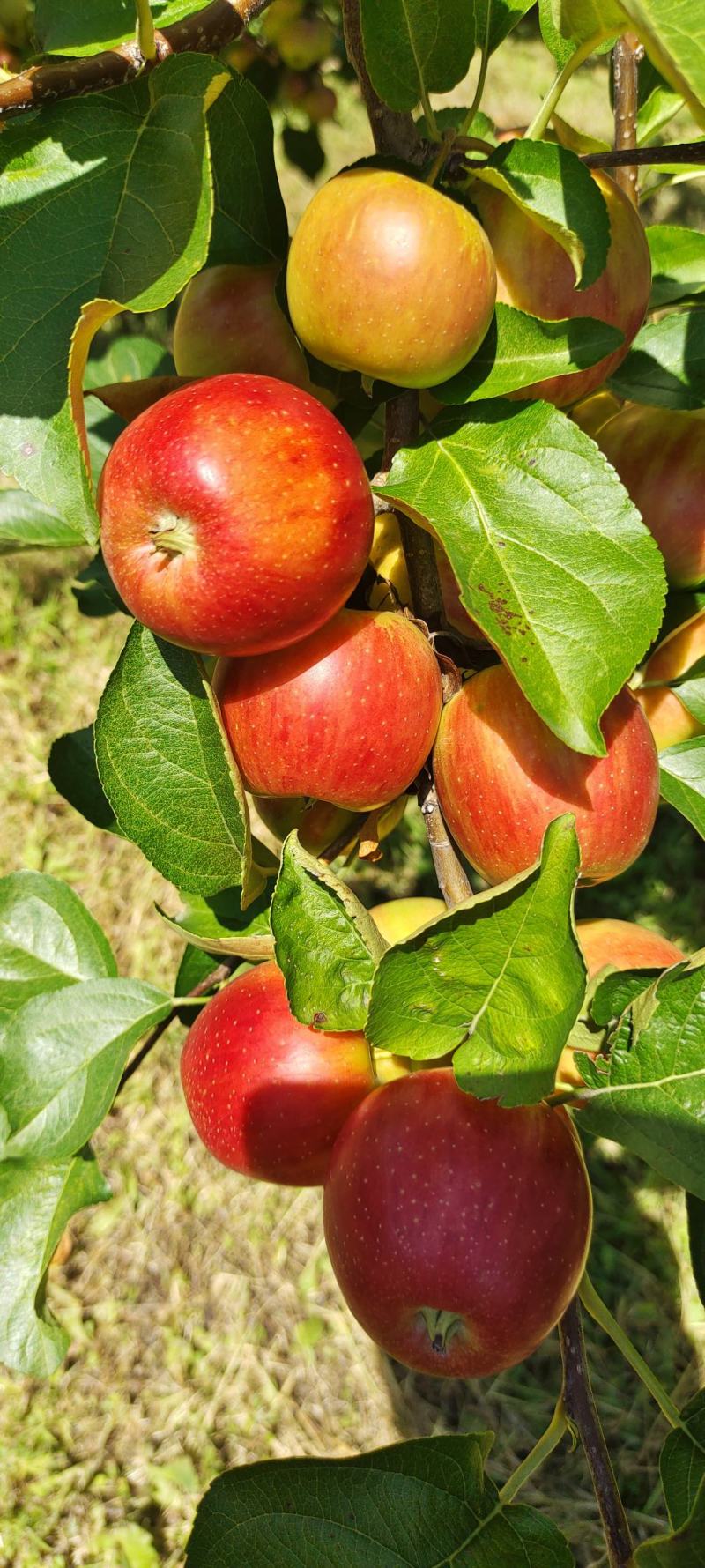 本地特产123小苹果，鸡心果，龙丰果口感甜脆多汁适合南北