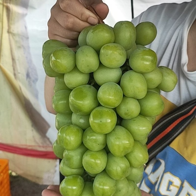 特级阳光玫瑰