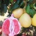大量红肉三红柚子上市，价格优惠！