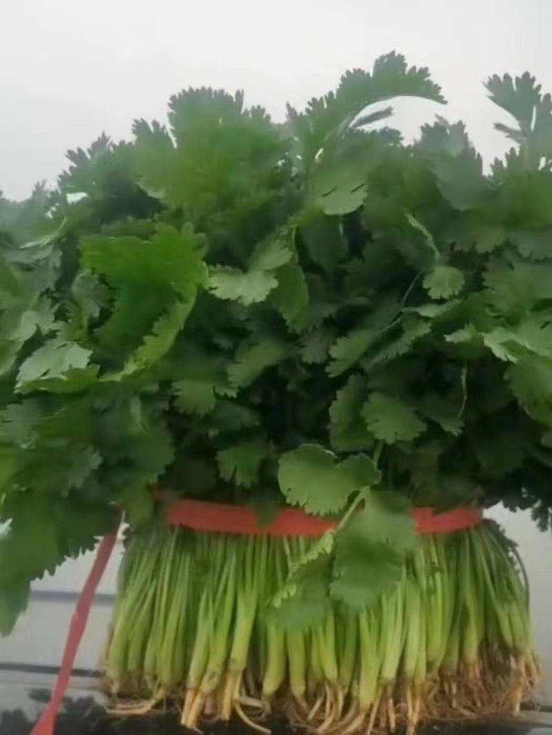 精品大叶香菜，基地直发，一手货源，保质保量，价格优惠