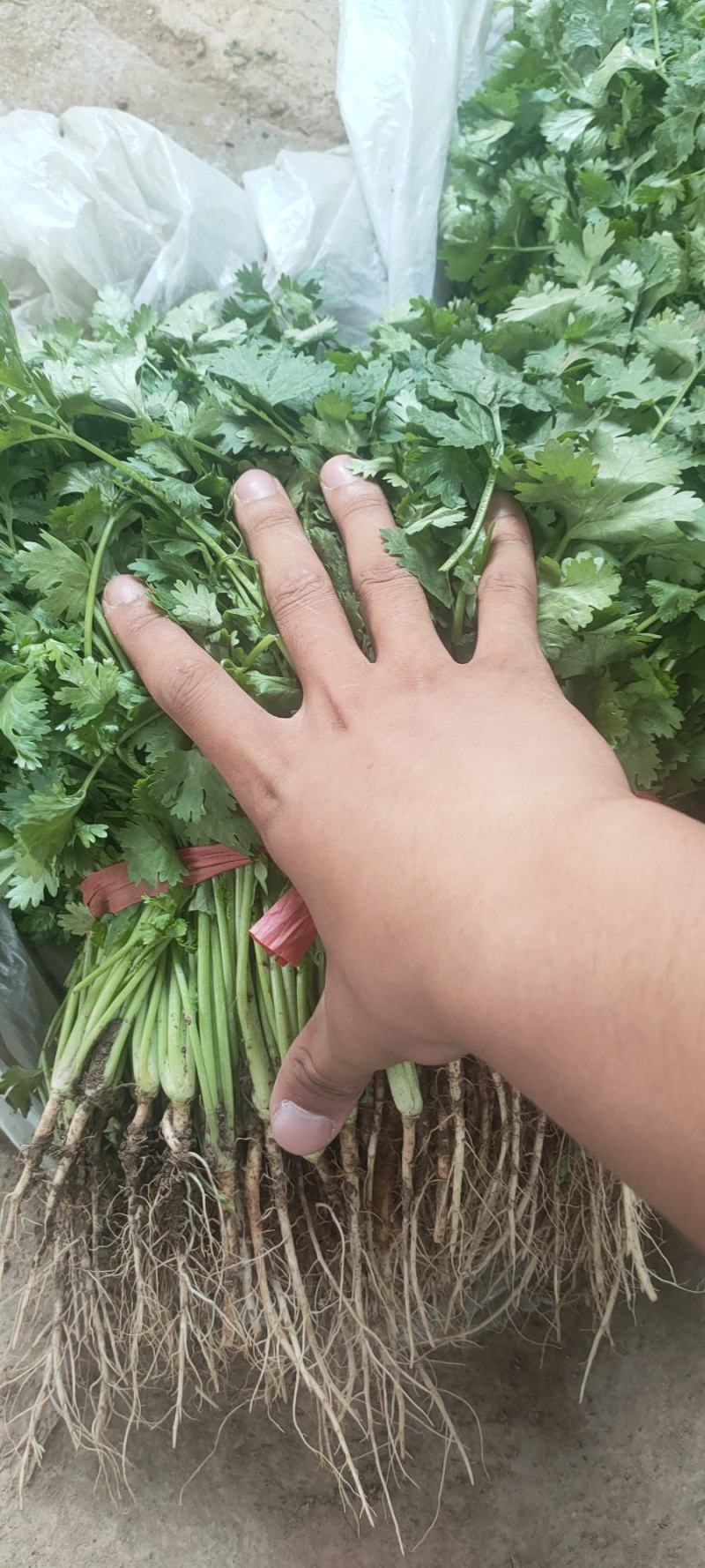 精品大叶香菜，基地直发，一手货源，保质保量，价格优惠