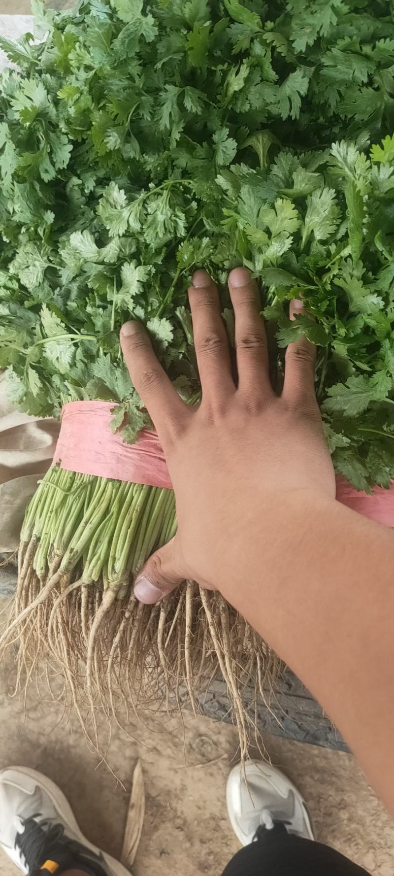 精品大叶香菜，基地直发，一手货源，保质保量，价格优惠
