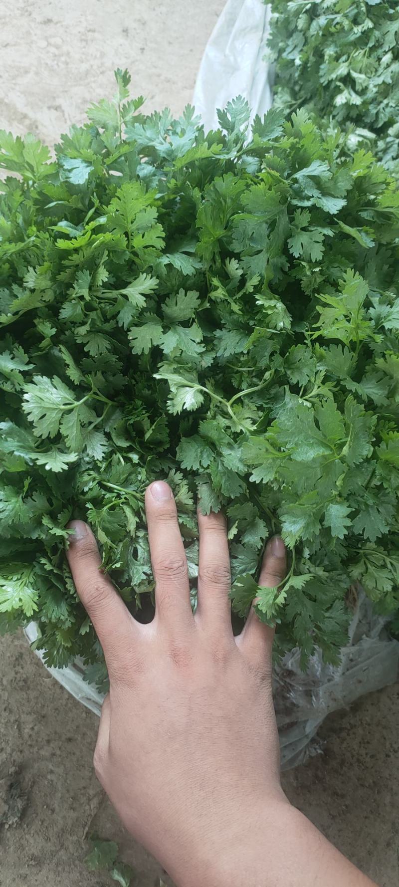 精品大叶香菜，基地直发，一手货源，保质保量，价格优惠