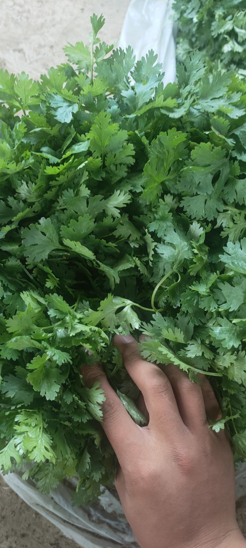 精品大叶香菜，基地直发，一手货源，保质保量，价格优惠