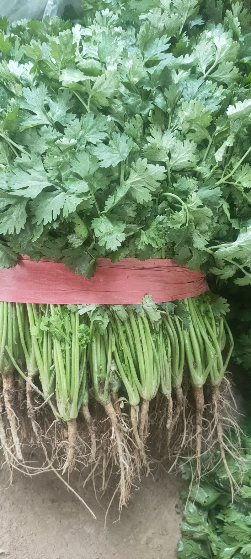 精品大叶香菜，基地直发，一手货源，保质保量，价格优惠