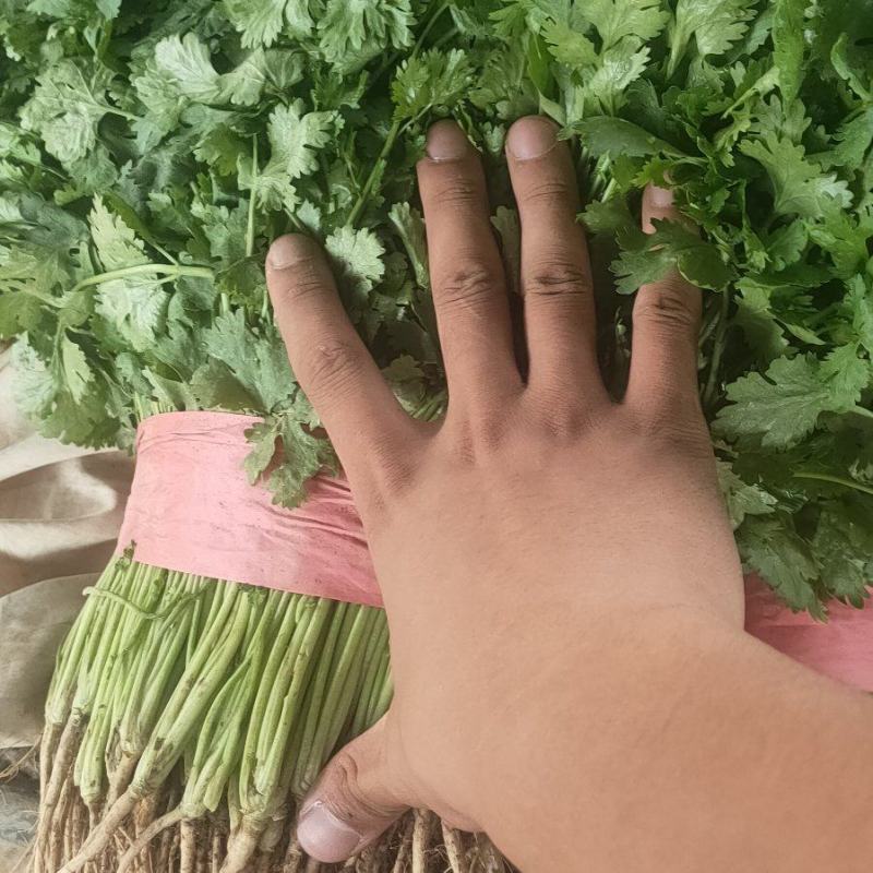 精品大叶香菜，基地直发，一手货源，保质保量，价格优惠
