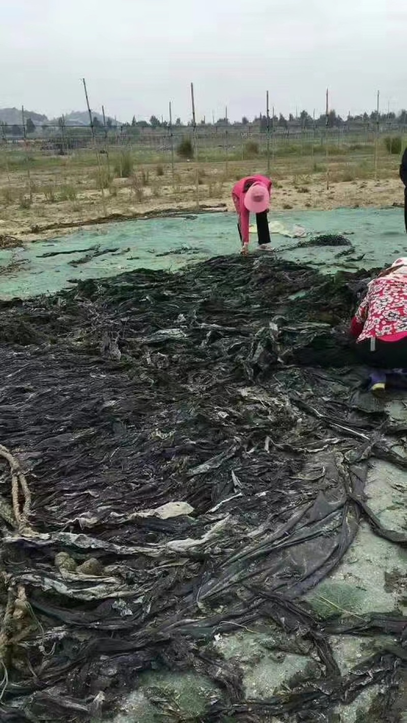 福建霞浦无沙挂菜散装干海带整条厚实天然日晒食材批发