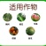 巴斯夫成标80%硫磺柑橘疮痂病西瓜黄瓜柑橘白粉桃树褐斑病