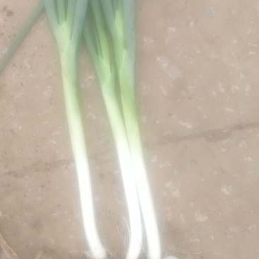 无公害长白大葱