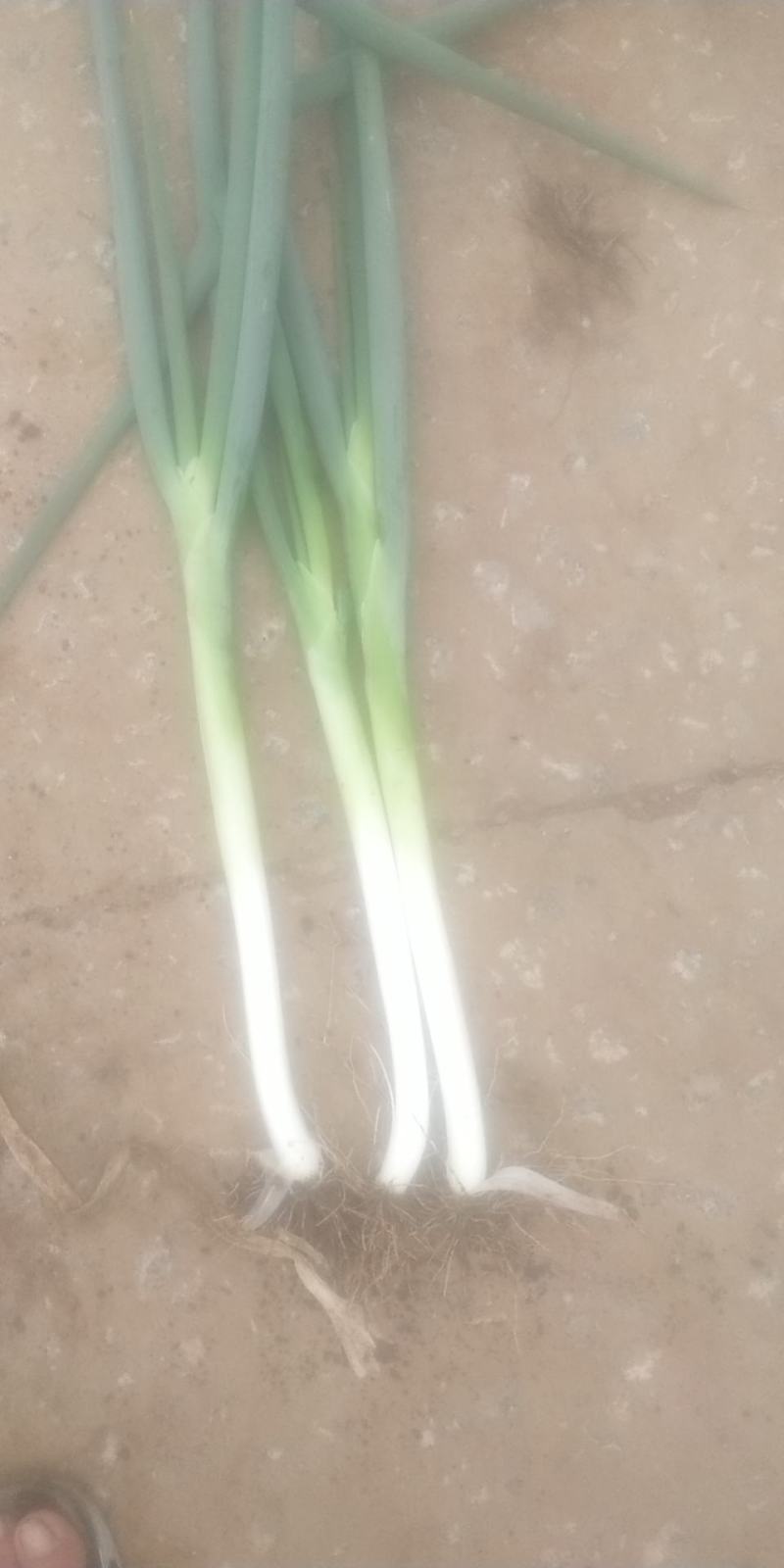 无公害长白大葱