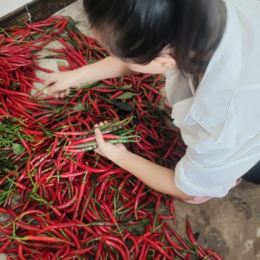 精品酱色辣椒泡椒