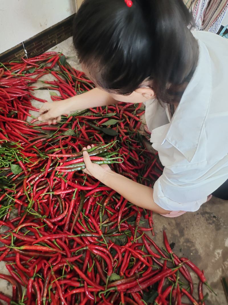 精品酱色辣椒泡椒