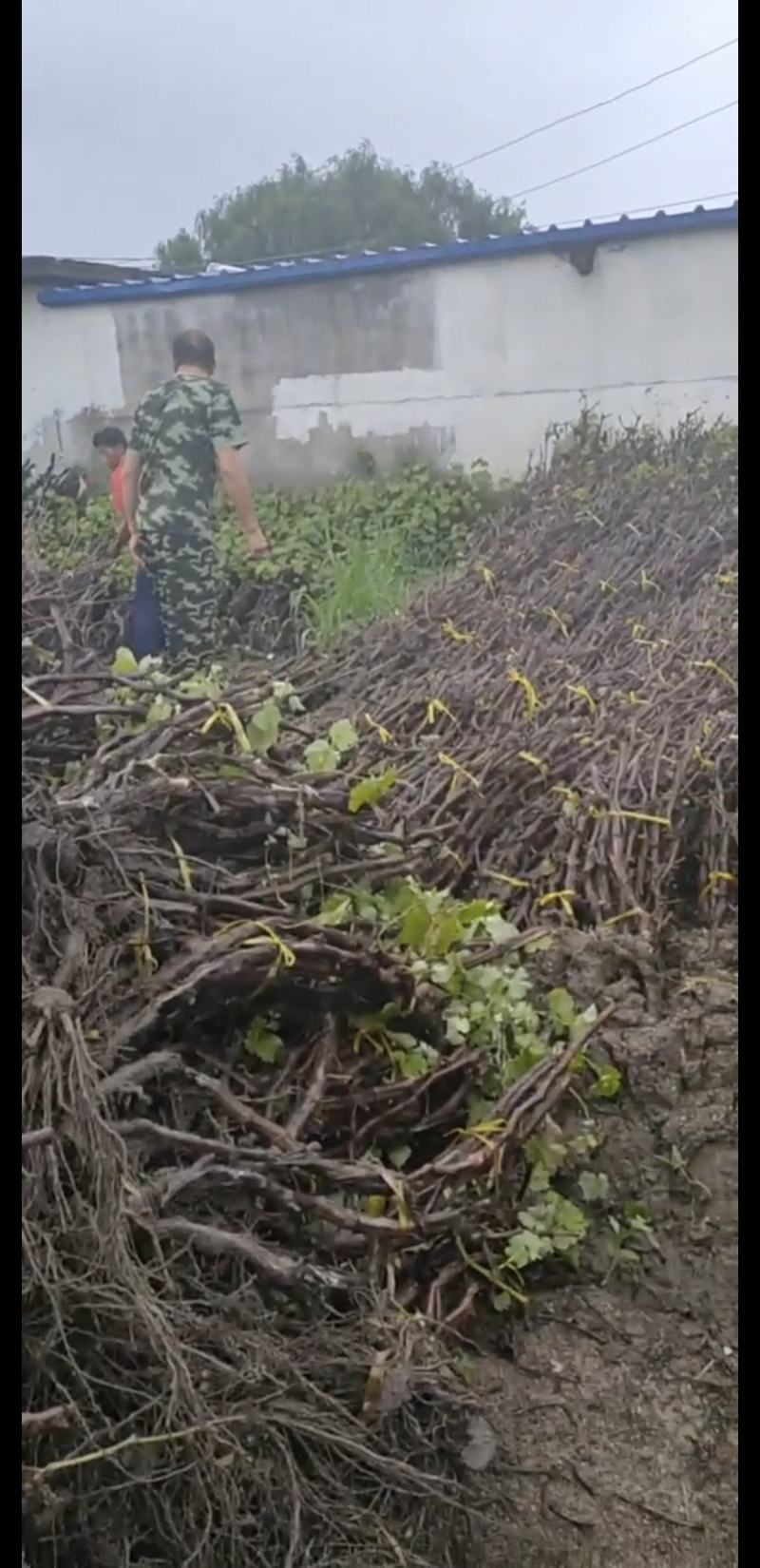 葡萄树，1-10年大葡萄树