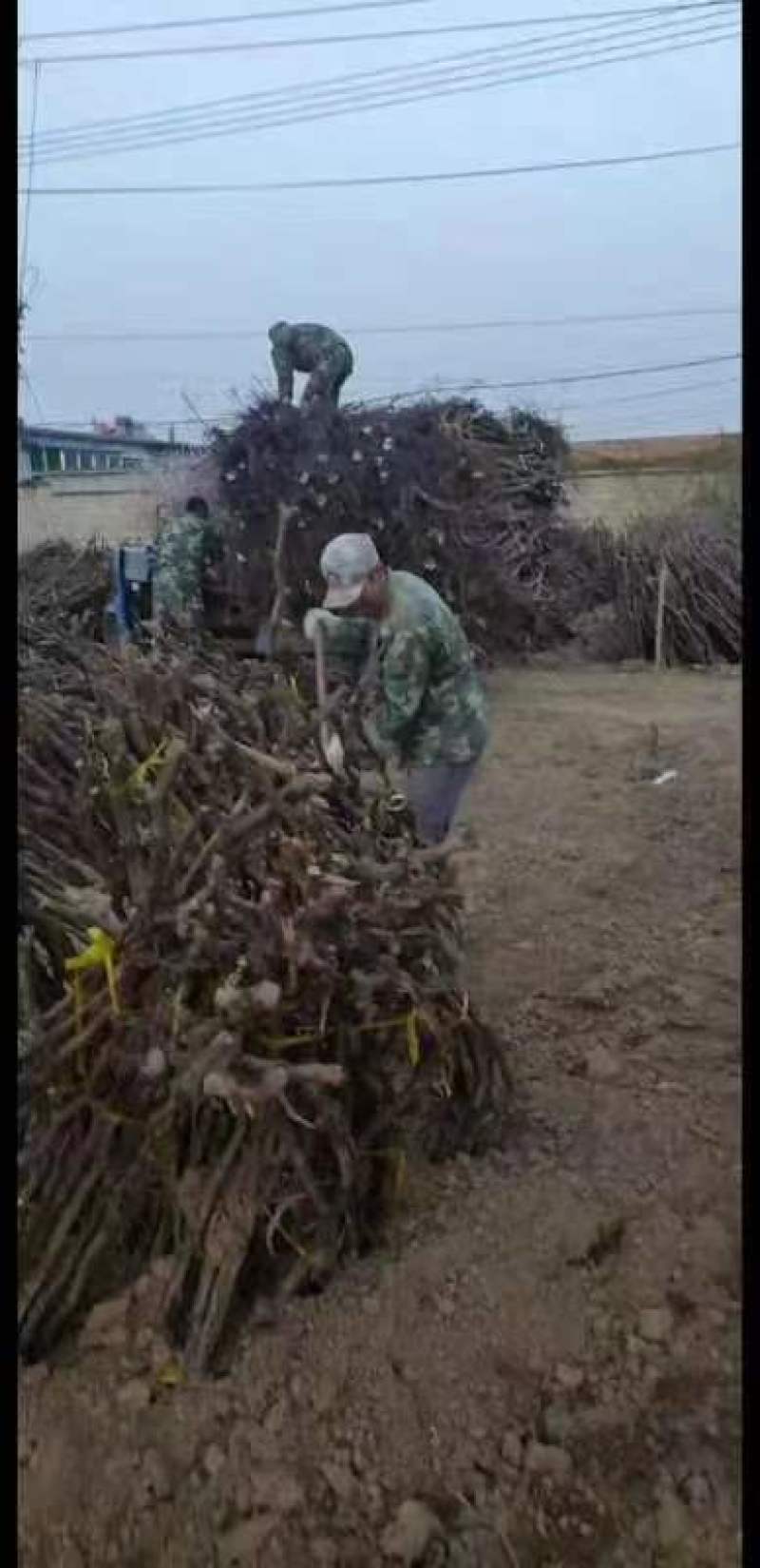【推荐】葡萄树，占地葡萄树专产地发货，现刨现挖，存活率高