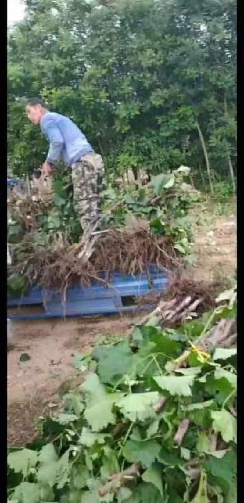【推荐】葡萄树，占地葡萄树专产地发货，现刨现挖，存活率高