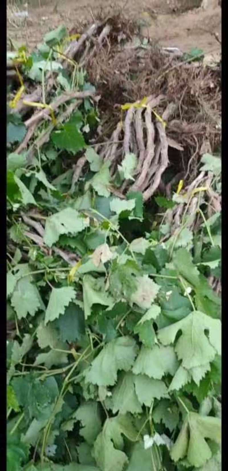 【推荐】葡萄树，占地葡萄树专产地发货，现刨现挖，存活率高