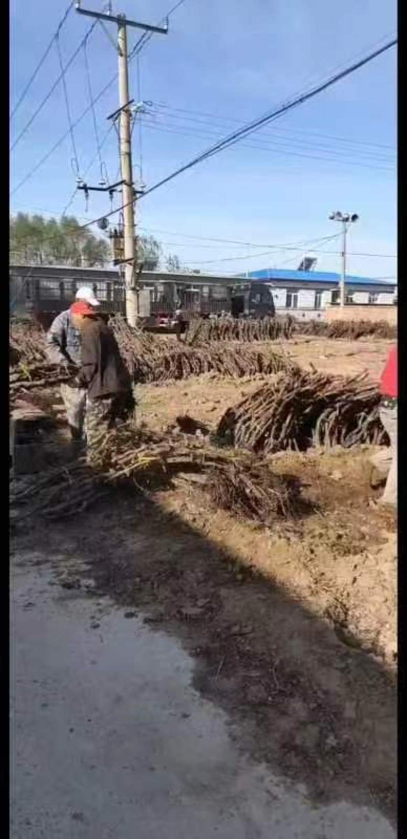 【推荐】葡萄树，占地葡萄树专产地发货，现刨现挖，存活率高