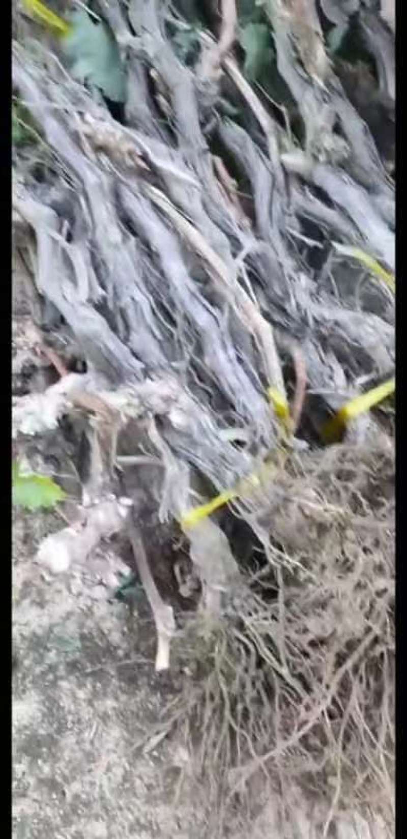 【推荐】葡萄树，占地葡萄树专产地发货，现刨现挖，存活率高