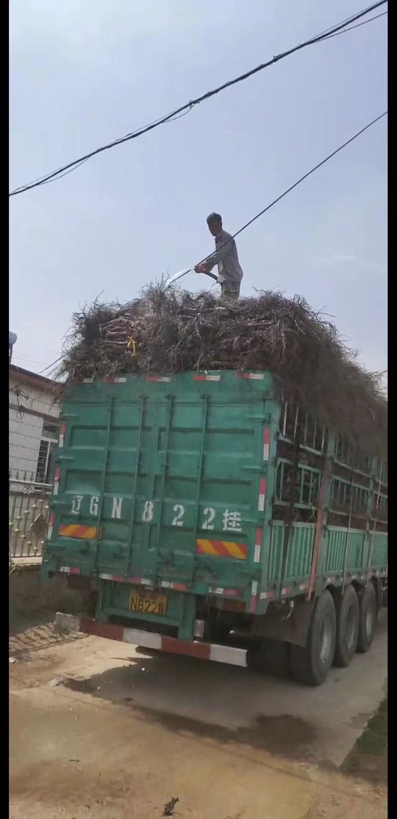 【推荐】葡萄树，占地葡萄树专产地发货，现刨现挖，存活率高