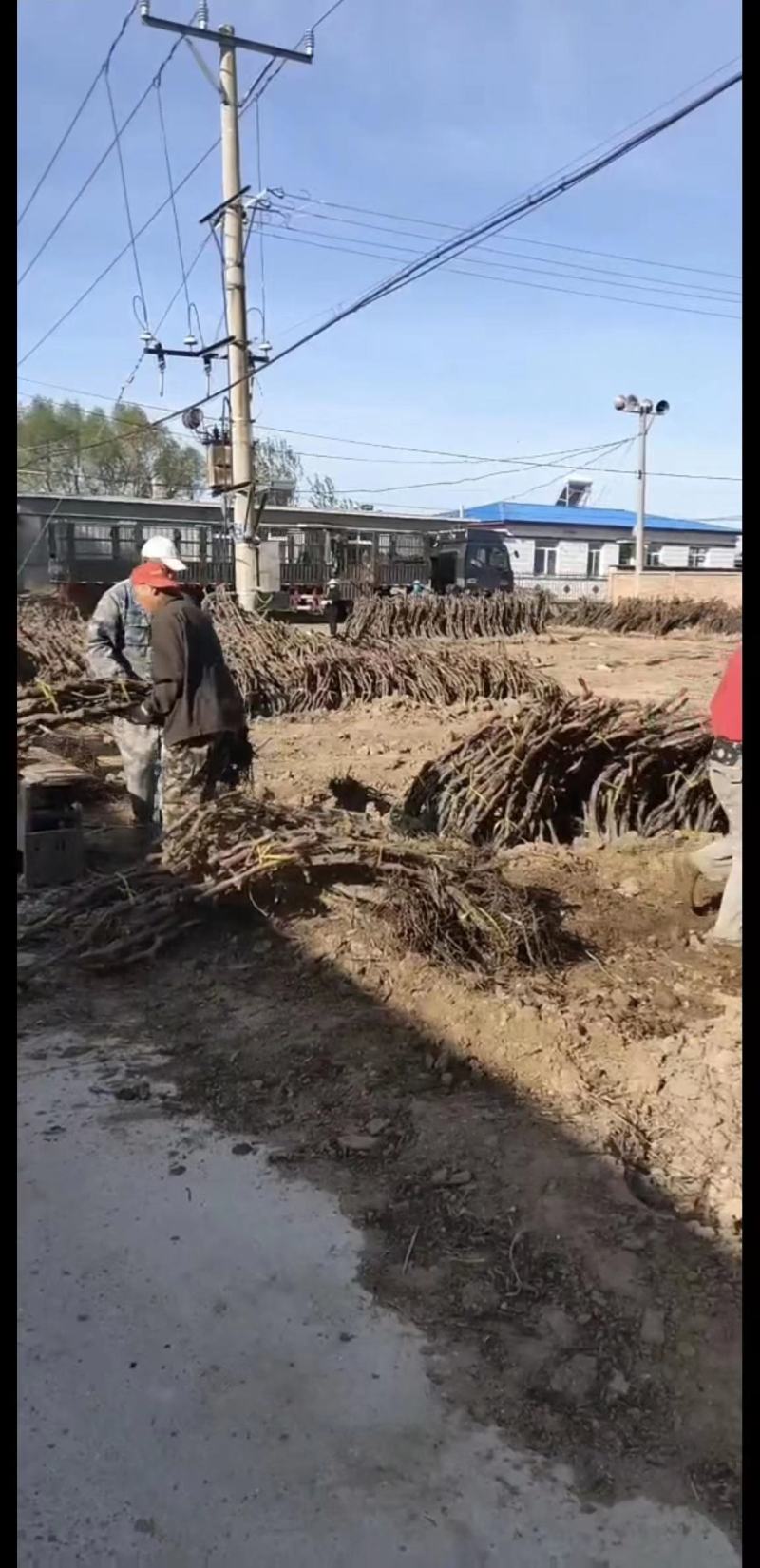 【推荐】葡萄树，占地葡萄树专产地发货，现刨现挖，存活率高