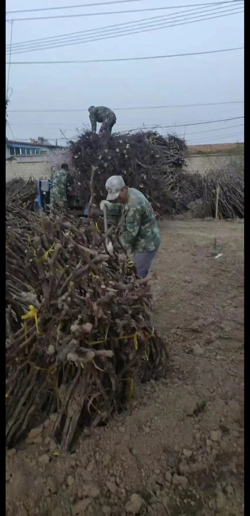 【推荐】葡萄树，占地葡萄树专产地发货，现刨现挖，存活率高