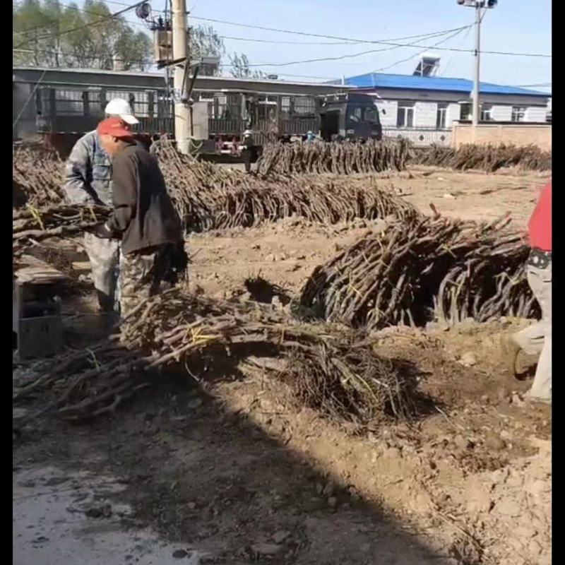【推荐】葡萄树，占地葡萄树专产地发货，现刨现挖，存活率高