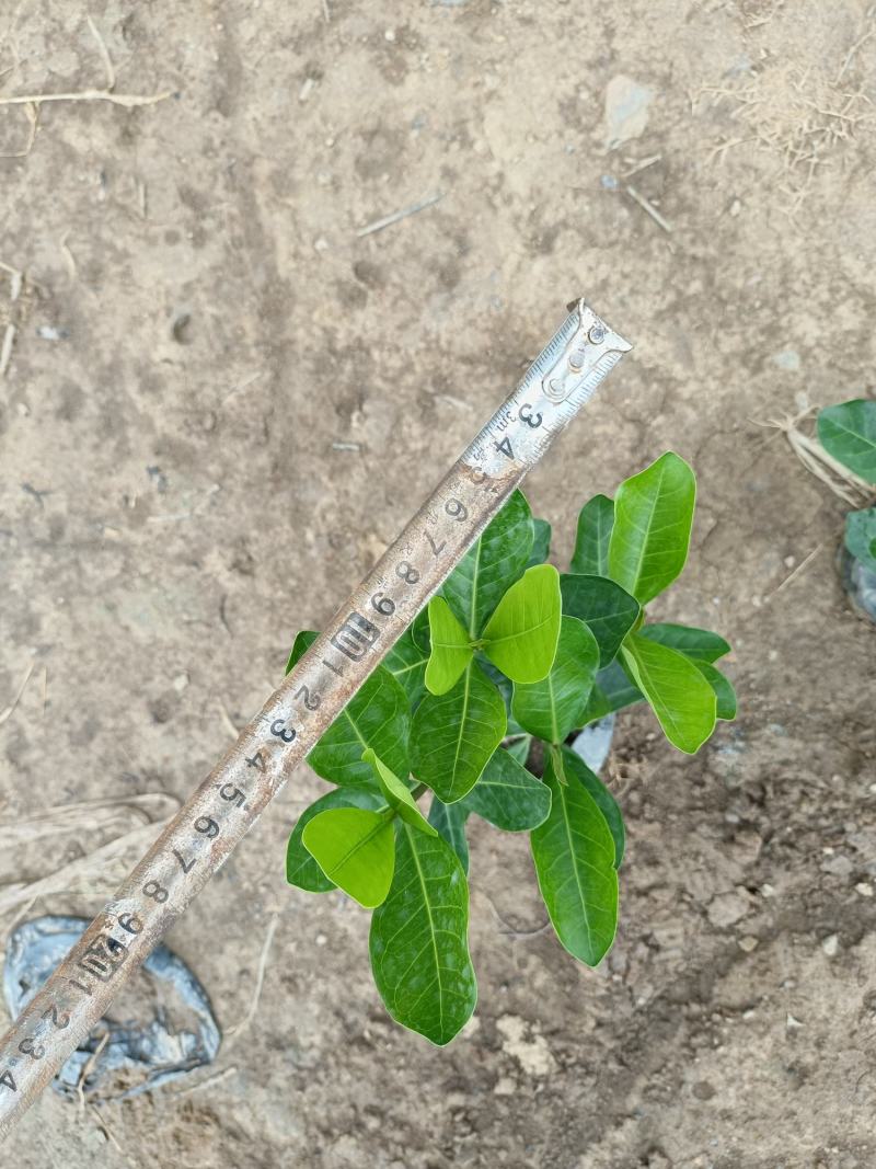 优质宫粉龙船花，粉花龙船花。自己基地现货供应