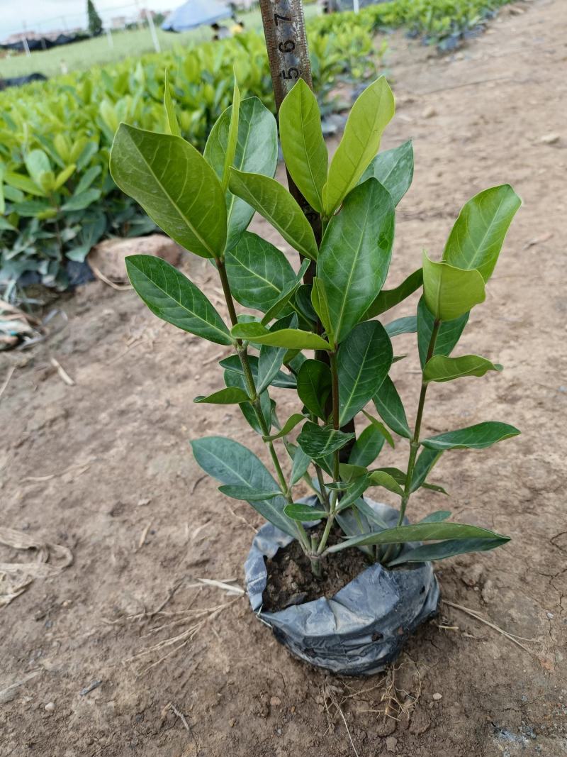 优质宫粉龙船花，粉花龙船花。自己基地现货供应