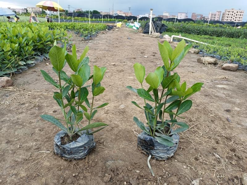 优质宫粉龙船花，粉花龙船花。自己基地现货供应