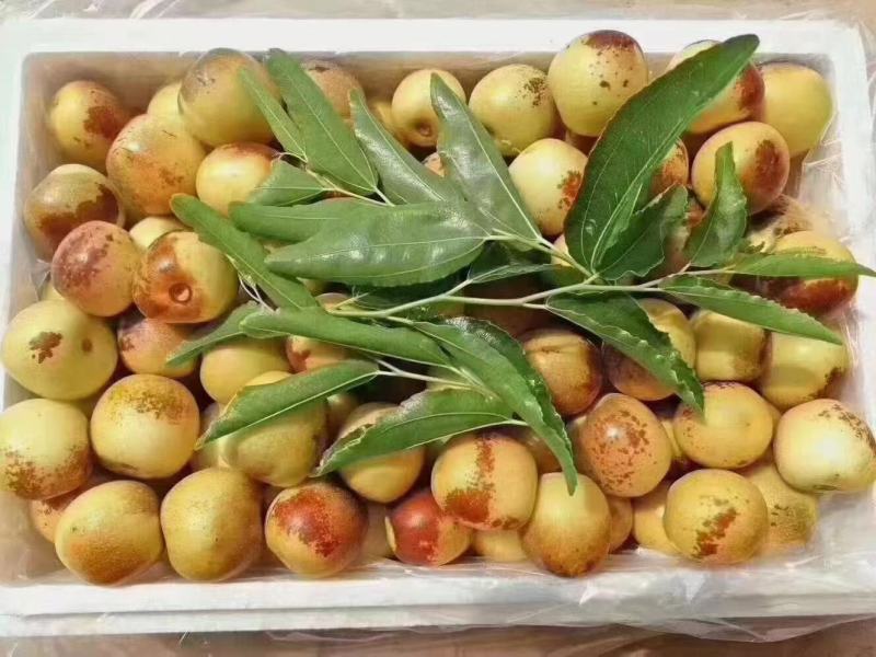 大荔冬枣大量上市中质量上乘，对接各大商超/陕西冬枣