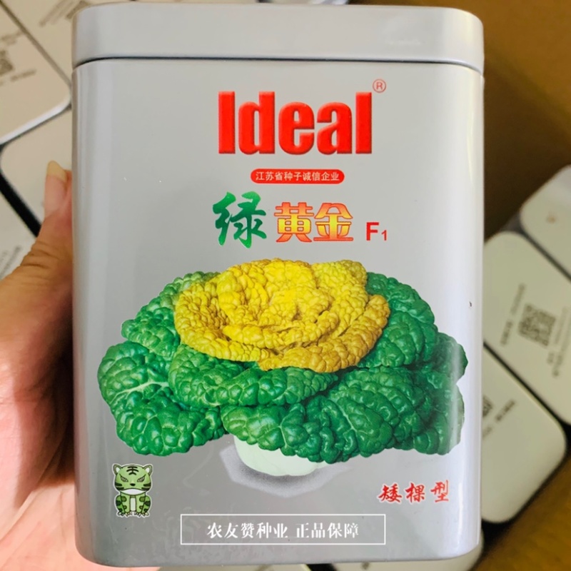理想绿黄金黄心乌种子杂交一代乌塌菜种子腊月寒菜黄心白菜