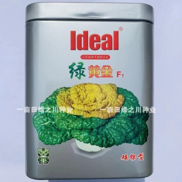 特矮黄心乌种子黄心早纤维少耐寒性强，理想绿黄金黄心菜种子