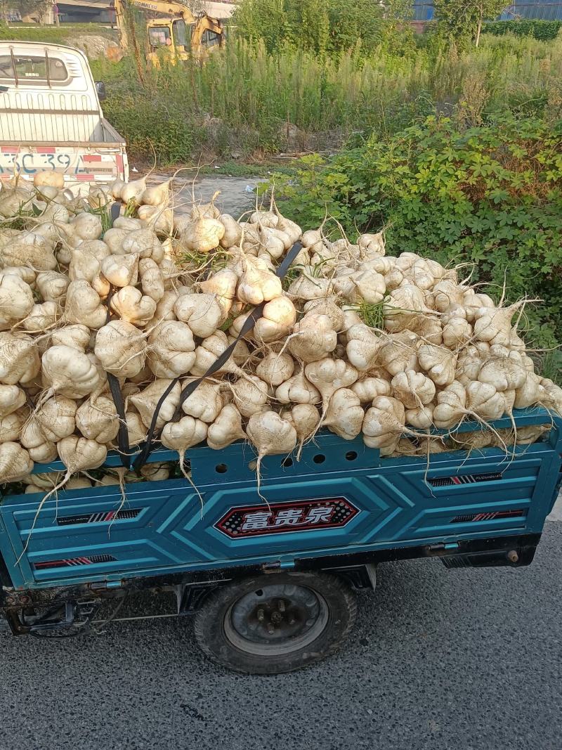 地瓜凉薯