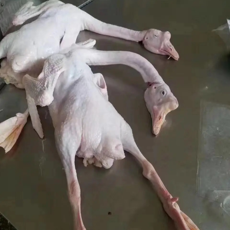 白条鹅厂家发货牛商推荐对接批发商视频看货欢迎联系