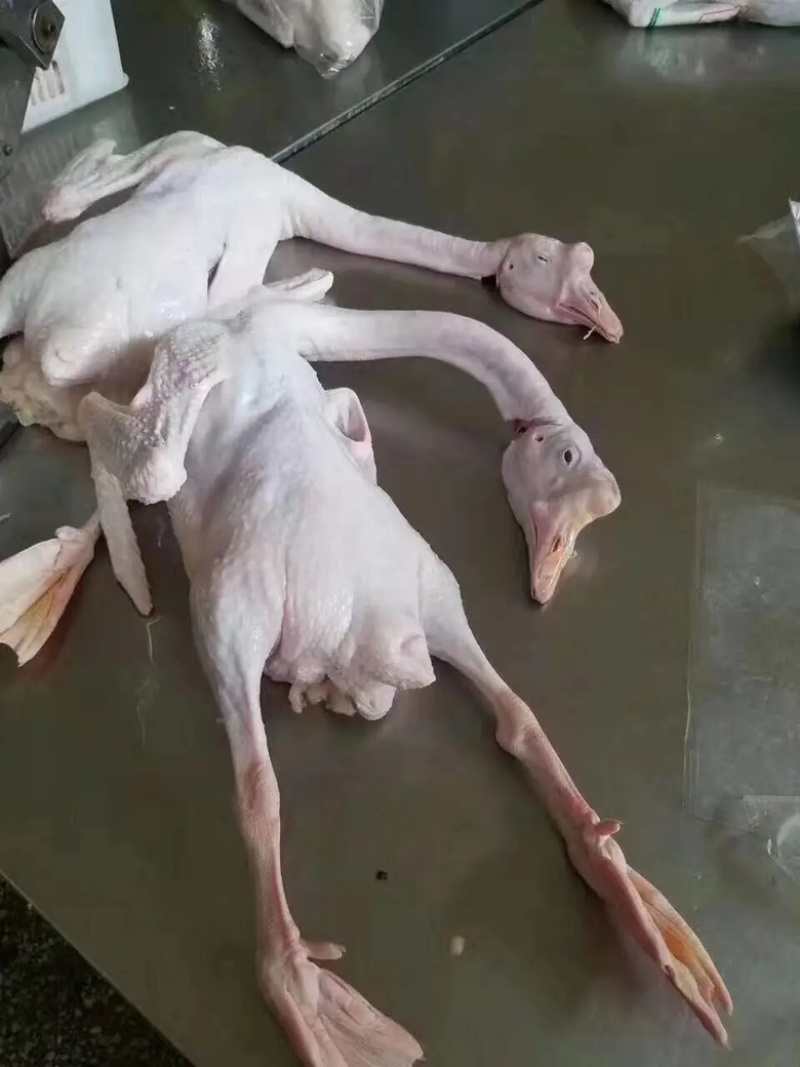 白条鹅厂家发货牛商推荐对接批发商视频看货欢迎联系