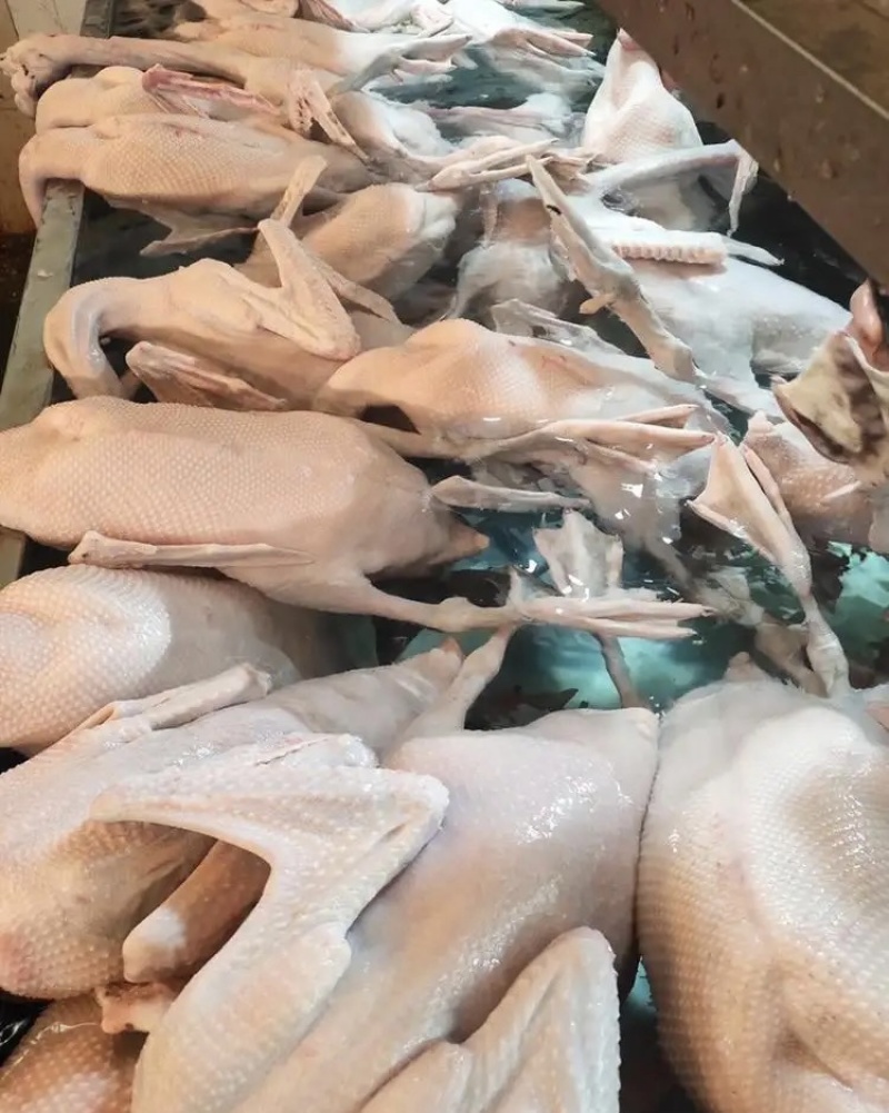 白条鹅厂家发货牛商推荐对接批发商视频看货欢迎联系