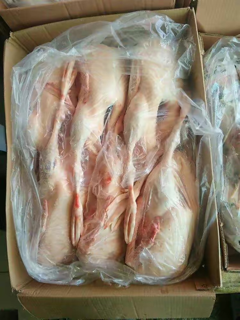 白条鹅厂家发货牛商推荐对接批发商视频看货欢迎联系