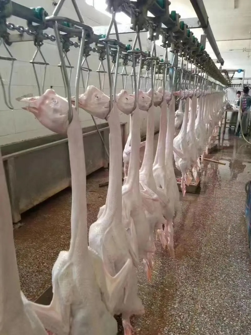 白条鹅厂家发货牛商推荐对接批发商视频看货欢迎联系