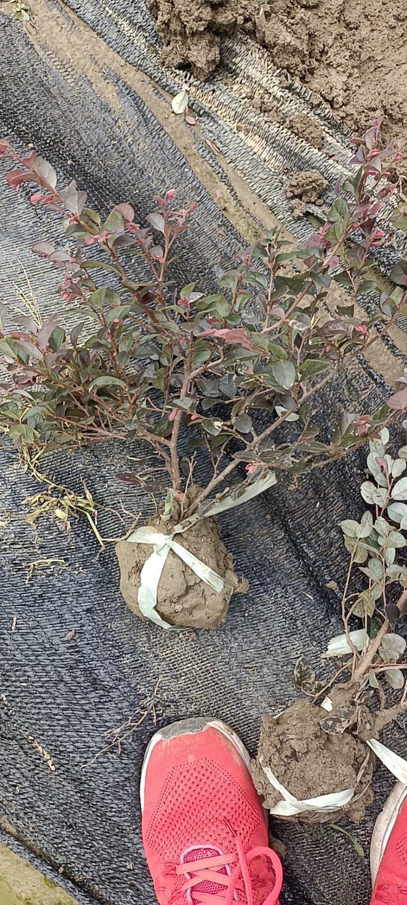 大量供应海桐小毛球，红叶石楠小毛球，金边黄杨，金森女真，