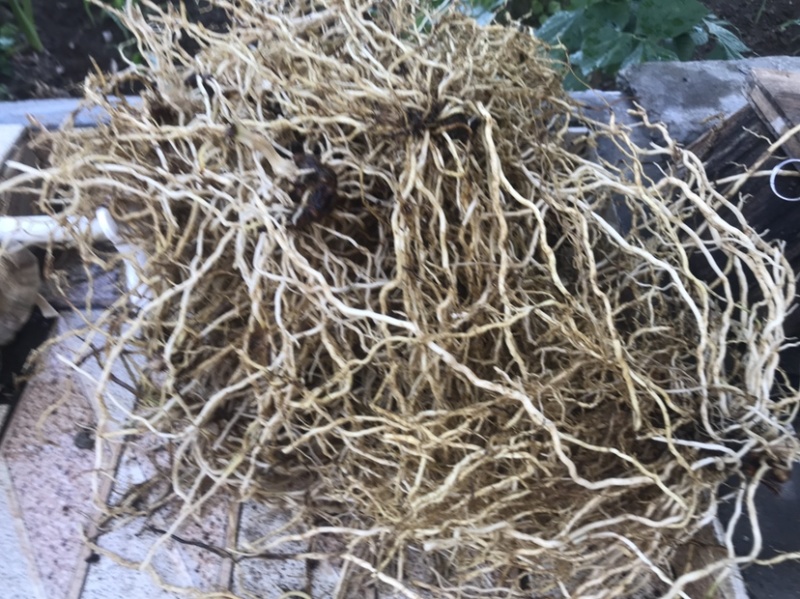 采挖于清远市连南县大瑶山，自然野生牛尾菜根（干湿货）
