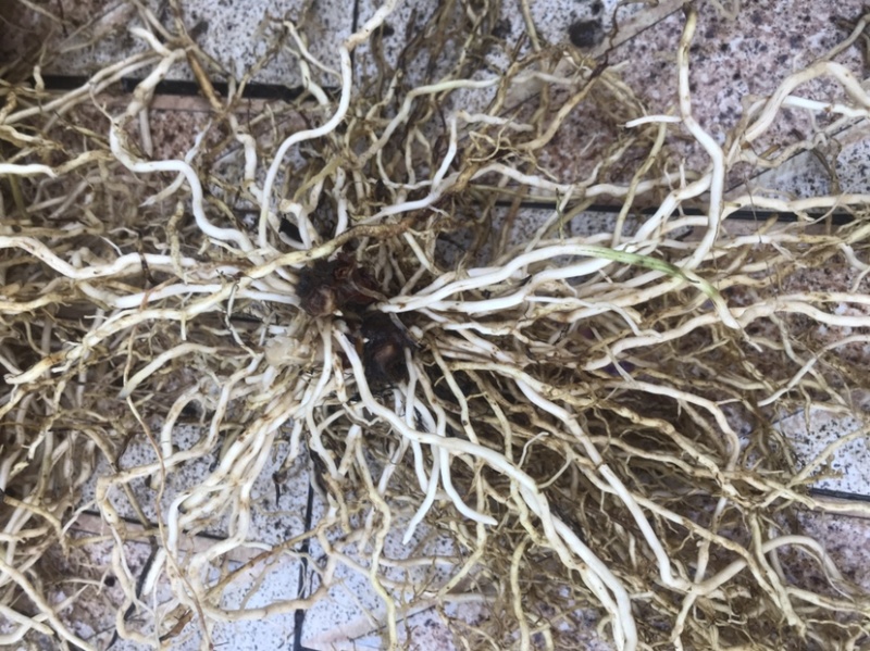 采挖于清远市连南县大瑶山，自然野生牛尾菜根（干湿货）