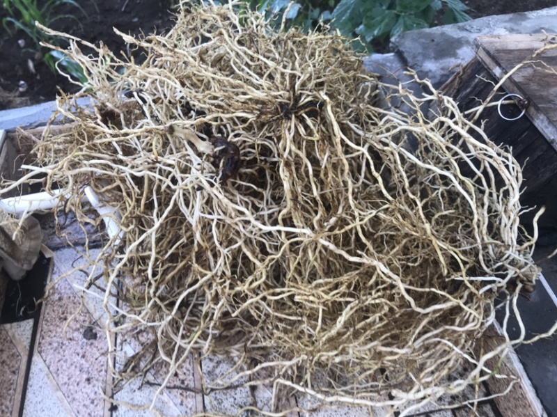 采挖于清远市连南县大瑶山，自然野生牛尾菜根（干湿货）