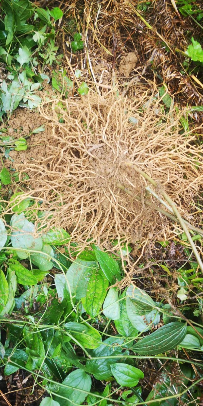 采挖于清远市连南县大瑶山，自然野生牛尾菜根（干湿货）
