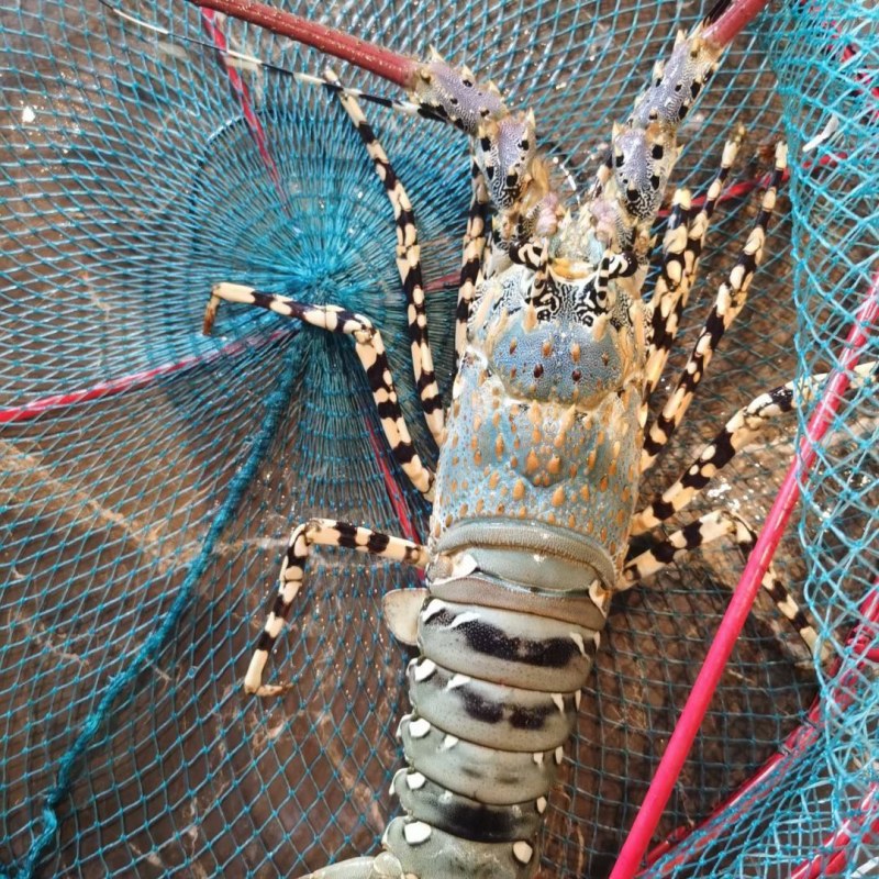 活冻大花龙